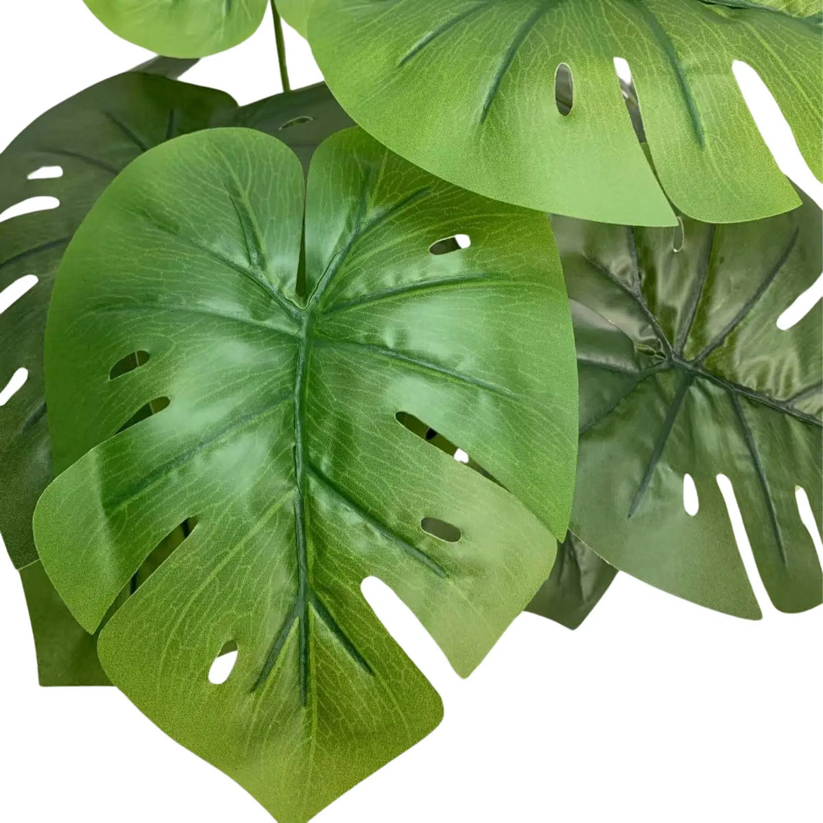 Lush Mini Monstera Plant – Decorative Potted Greenery (50cm) — gallery image