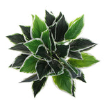 Variegated green and white leaves on a white background