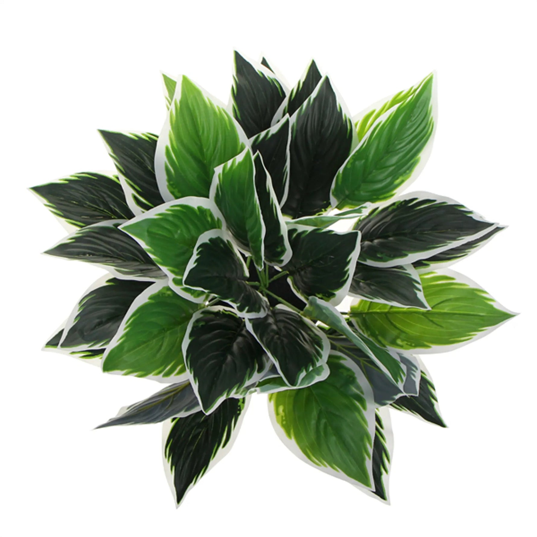 Variegated green and white leaves on a white background