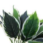 Close-up of green and white leaves on a white background
