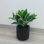 Potted plant with green and white leaves in a black pot on a light wooden floor.