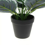 Potted plant with green leaves on a white background