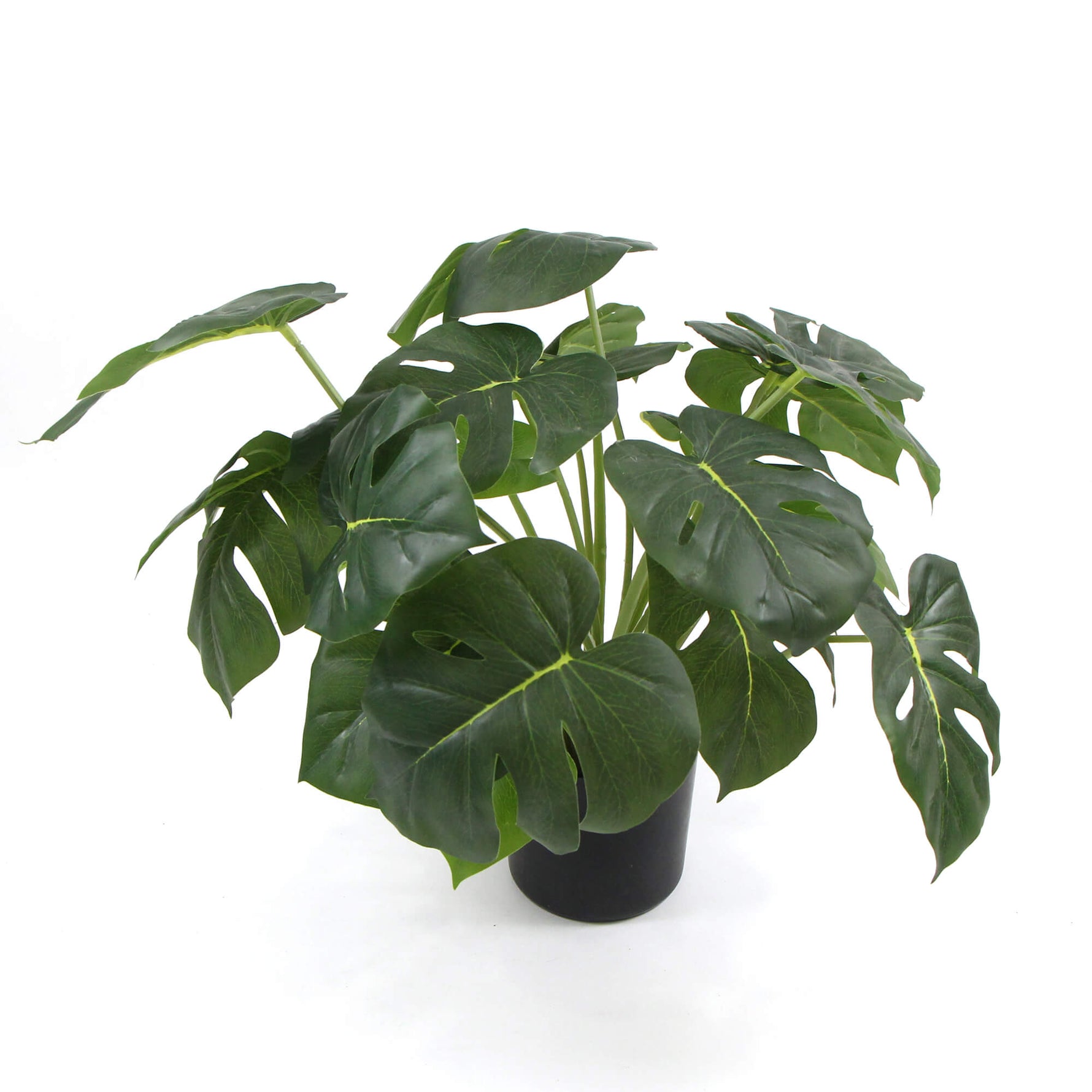 Potted green plant with large leaves on a white background