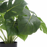 Potted Monstera plant with large green leaves on a white background