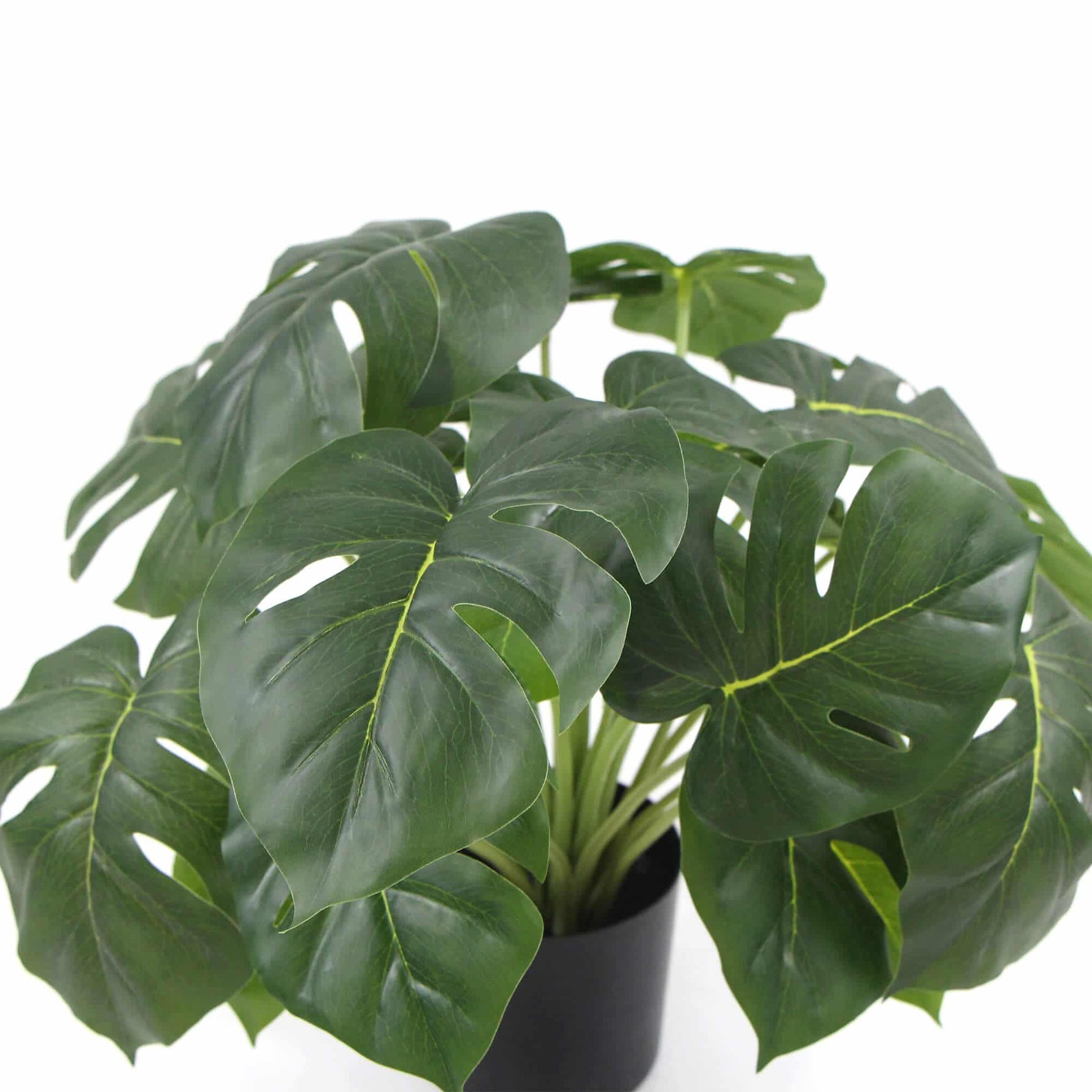 Potted plant with large green leaves on a white background