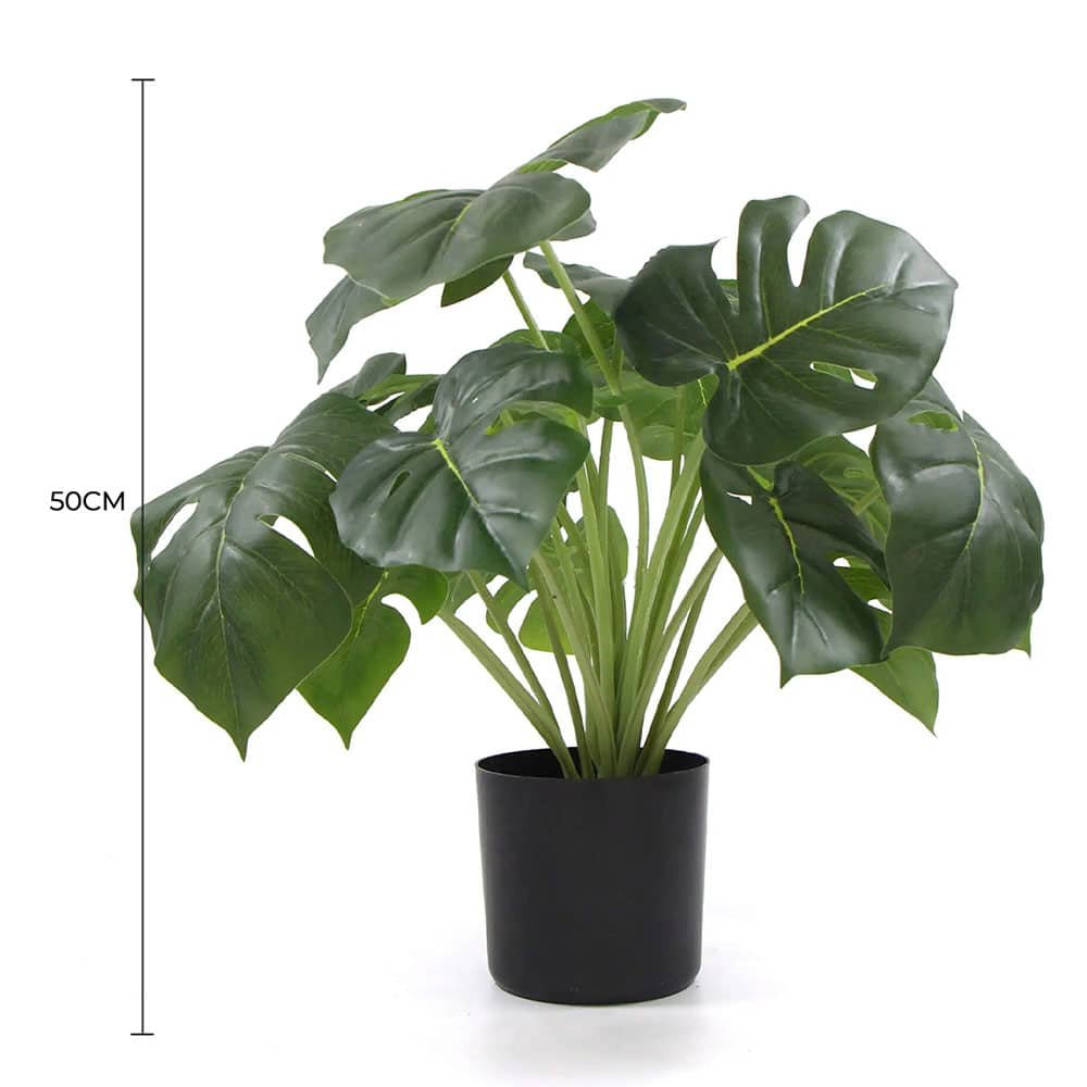 Potted plant with dimensions indicated on a white background
