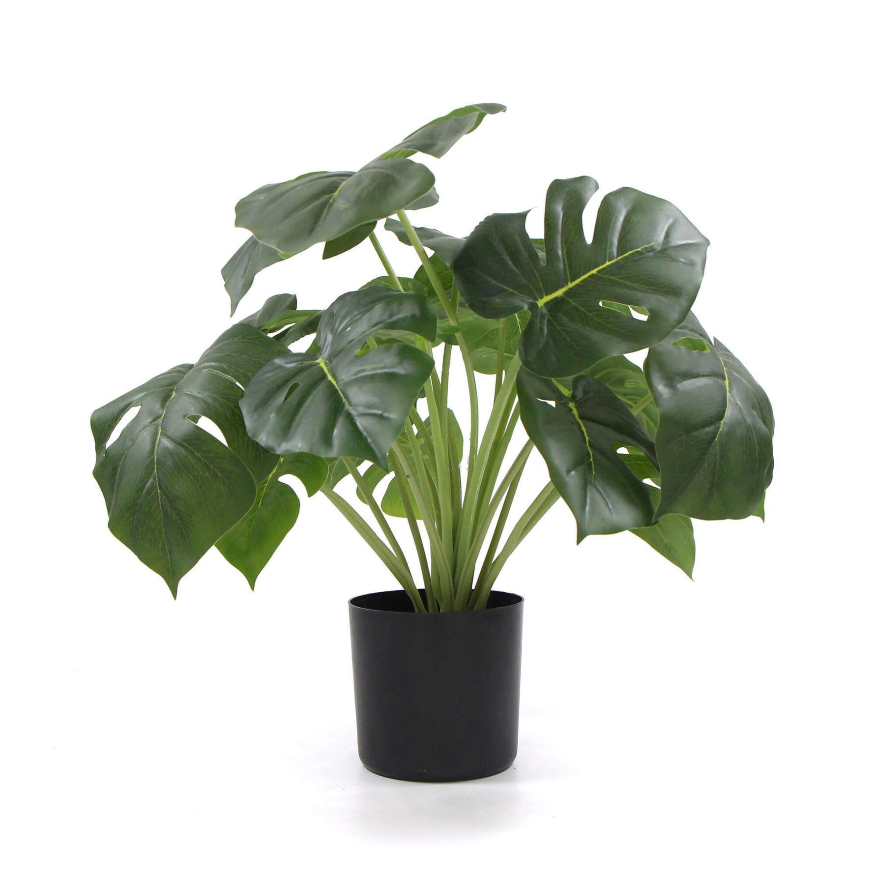 Potted plant with large green leaves on a white background