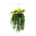 Hanging plant with green leaves and yellow flowers on a white background