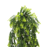 Hanging green plant on a white background