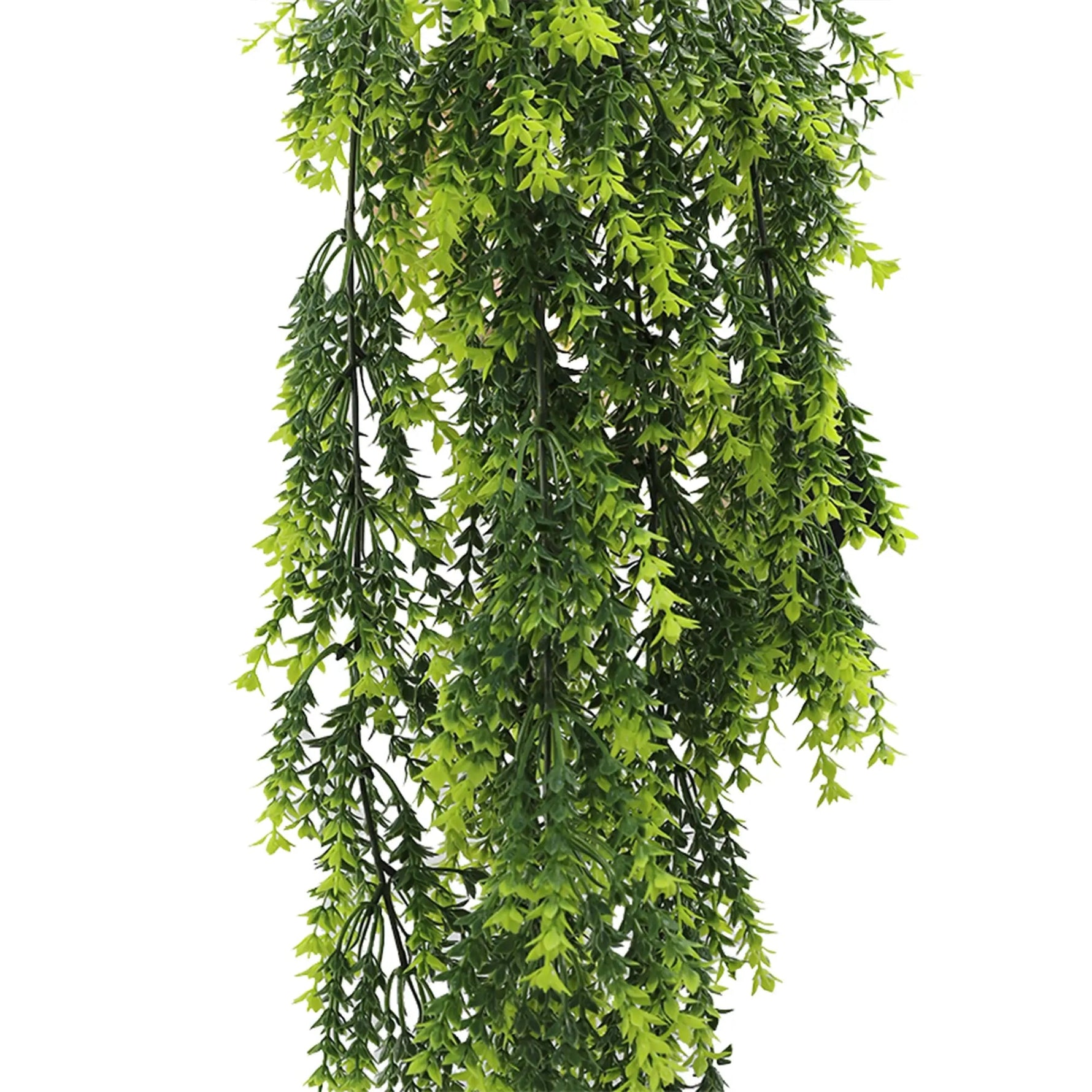 Hanging green leafy plant on a white background