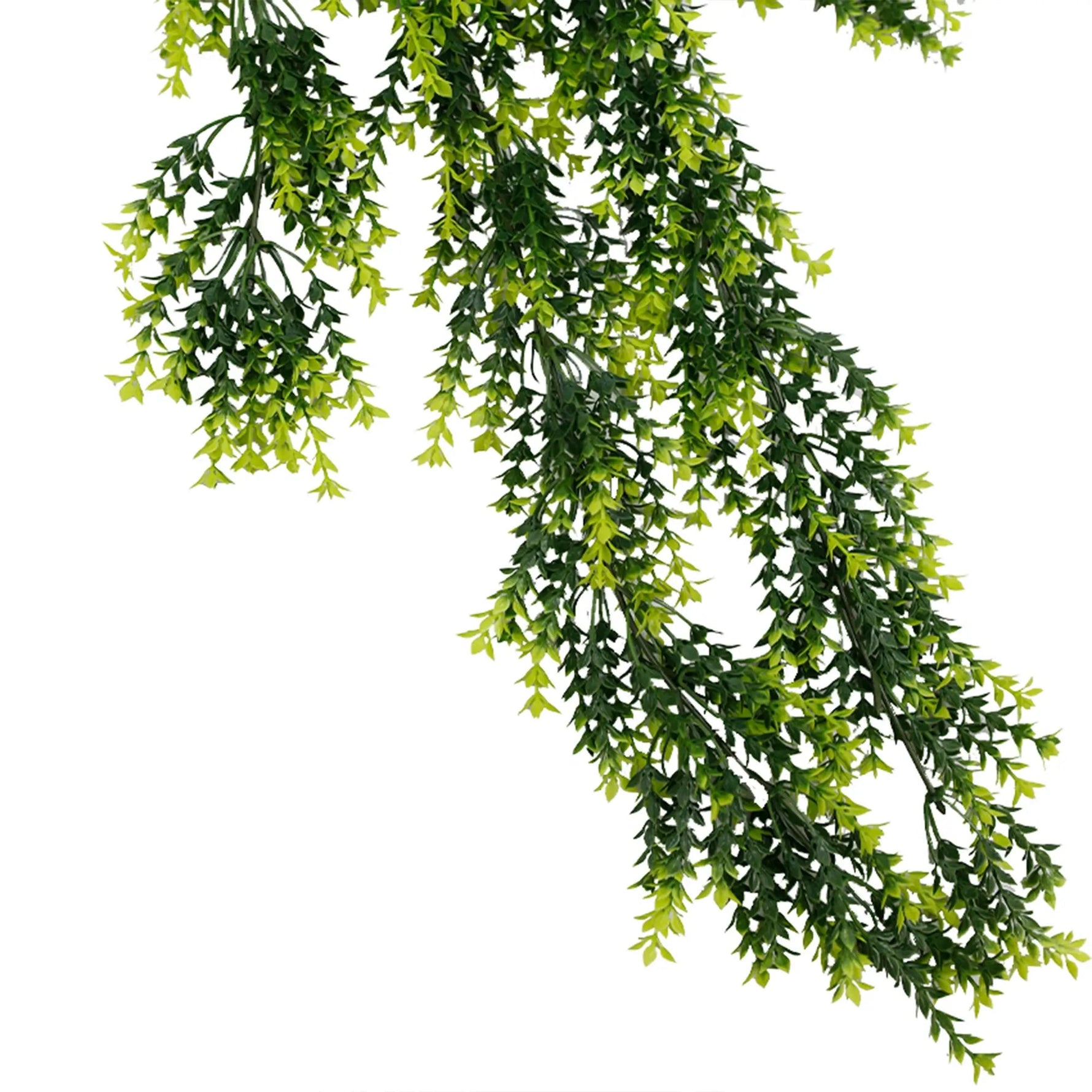 Artificial hanging greenery on a white background
