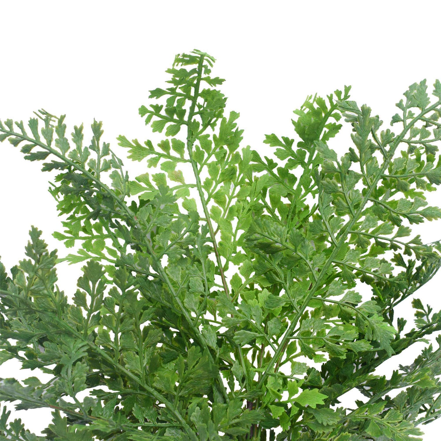 Faux Green Maiden Hair Fern Stem 40cm - Designer Vertical Gardens artificial fern artificial green wall sydney