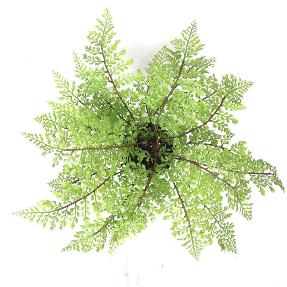 Artificial fern plant on a white background