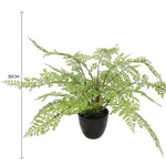 Potted fern plant with dimensions indicated on a white background