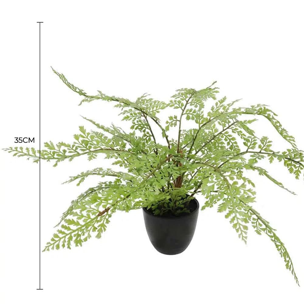 Potted fern plant with dimensions indicated on a white background