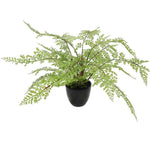 Potted fern plant on a white background