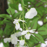 White flowers with green leaves on a blurred natural background