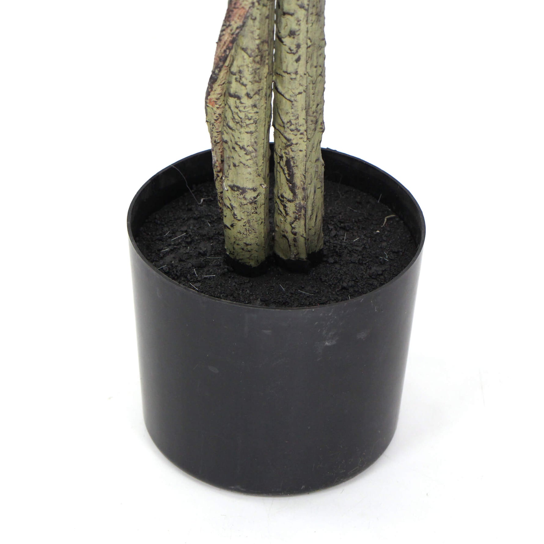 Cylindrical black pot with a plant on a white background