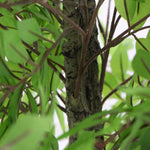 Close-up of a tree branch with green leaves in the background