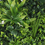 Close-up of various green plants with a focus on texture and color.