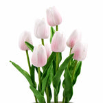 Pink tulips with green stems on a white background