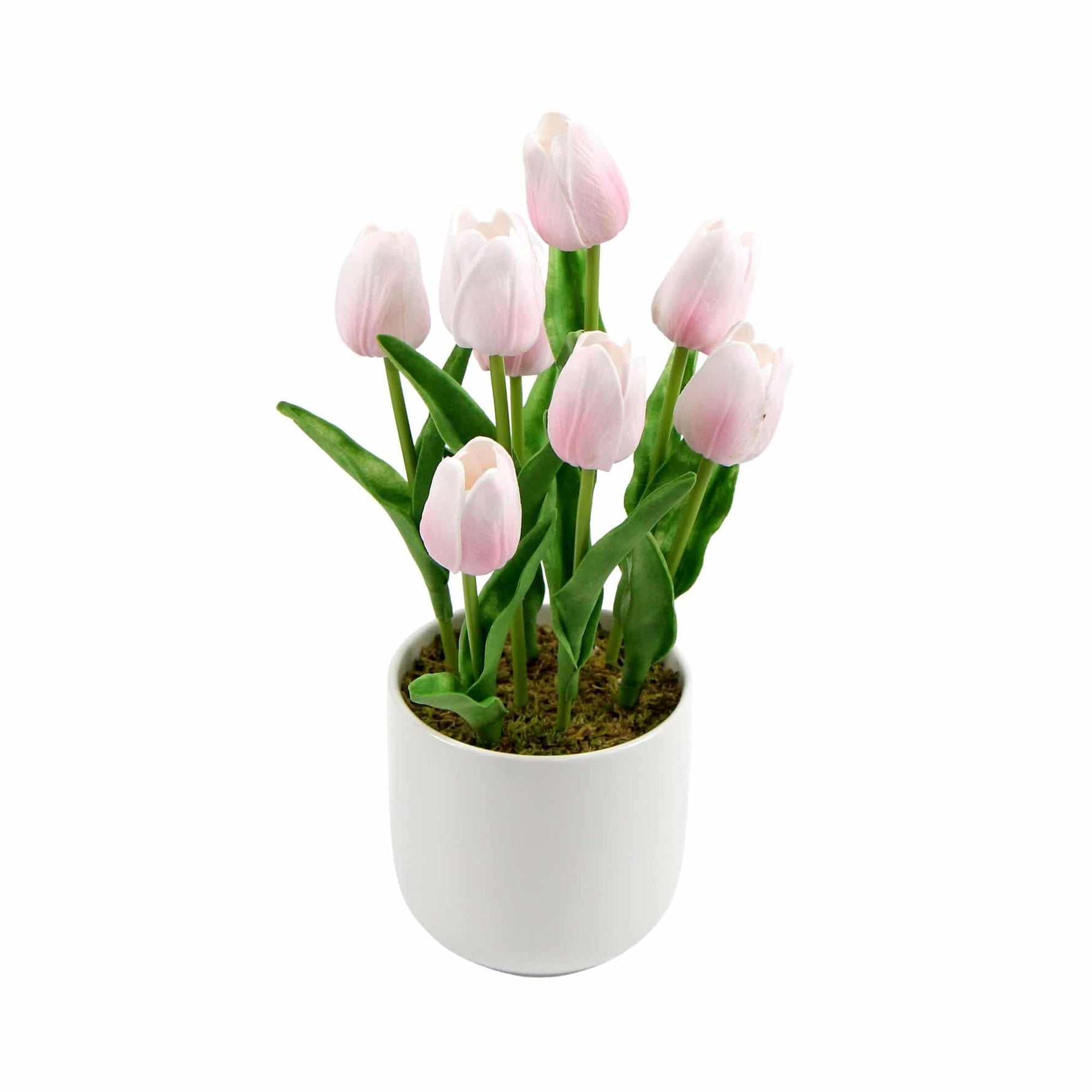 Potted plant with pink tulips on a white background
