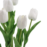 White tulips with green stems on a white background
