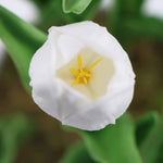 Close-up of a white flower with a yellow center on a blurred green background