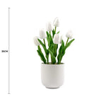 White tulips in a pot with a measurement label on a white background