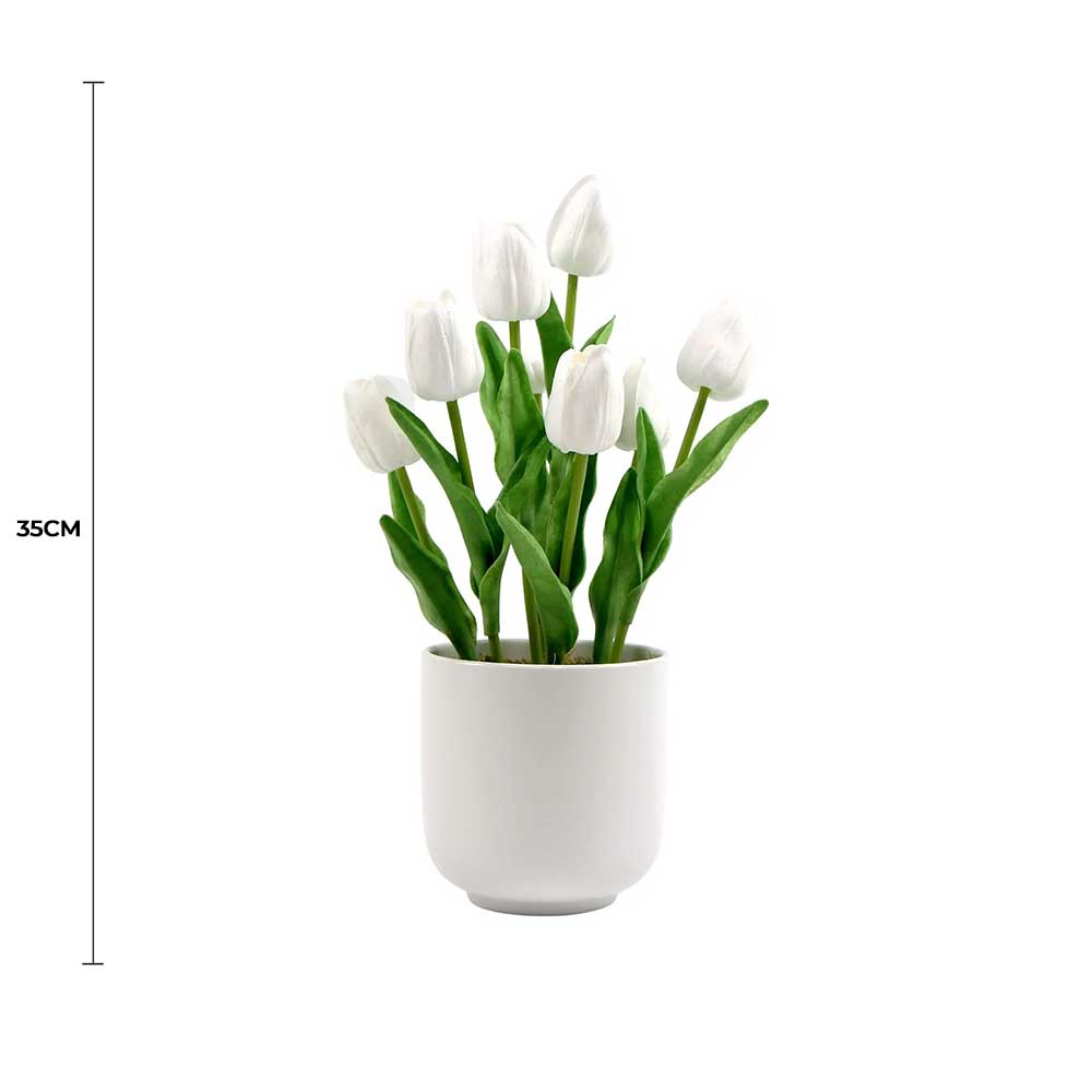 White tulips in a pot with a measurement label on a white background