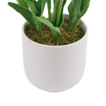 Small potted plant with green leaves in a white pot on a white background