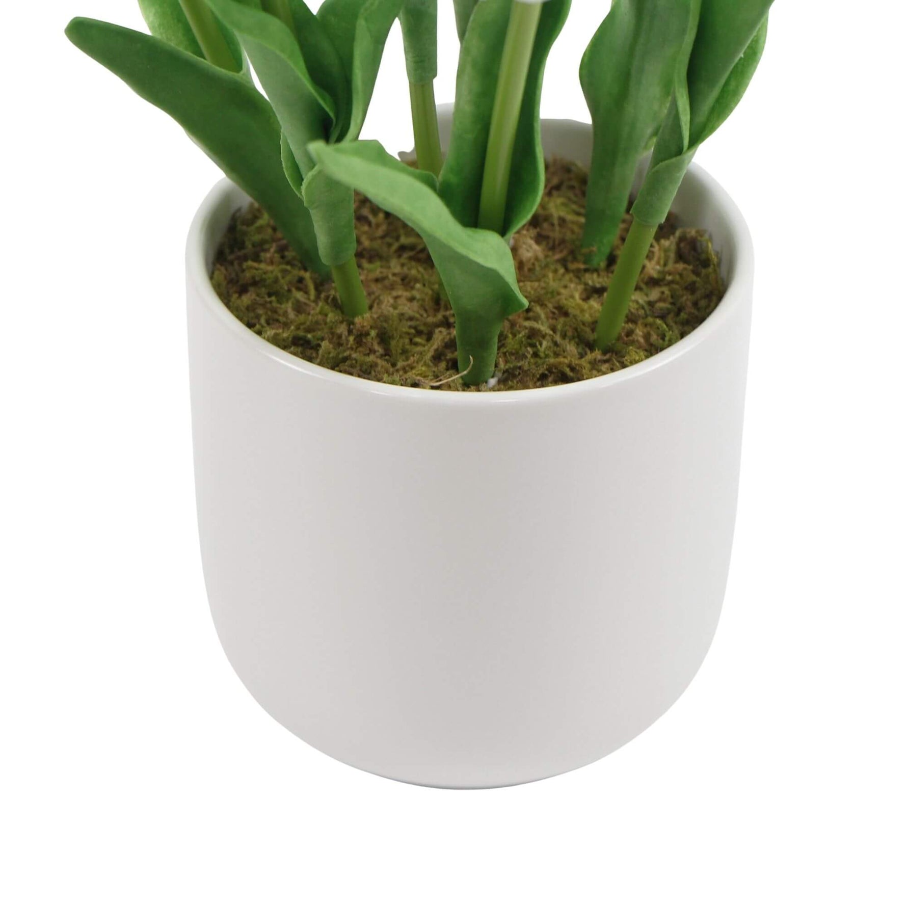 Small potted plant with green leaves in a white pot on a white background