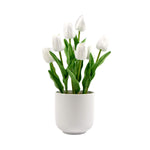 White tulips in a white pot on a white background