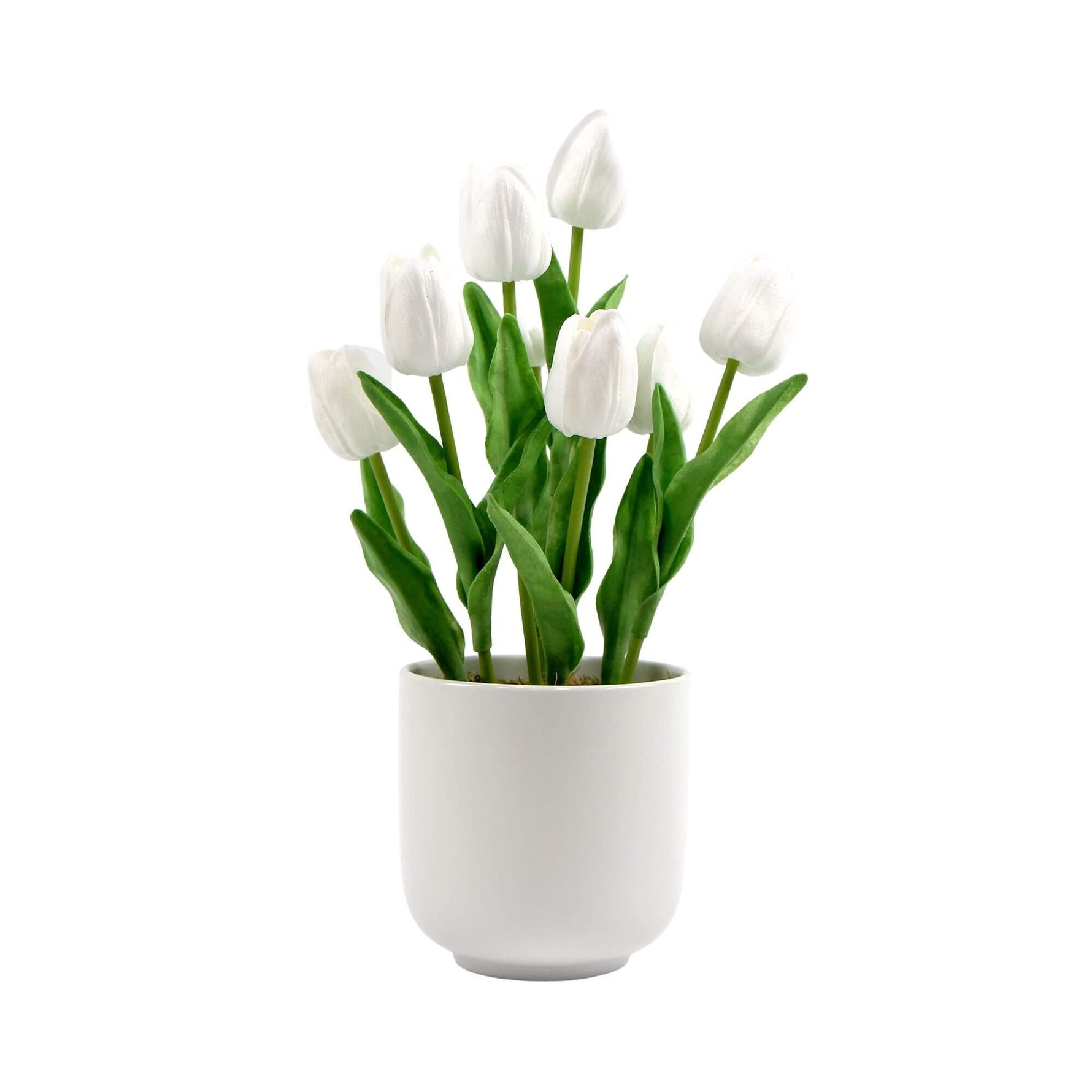 White tulips in a white pot on a white background