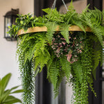 Hanging fern plant in a gold pot with a blurred background