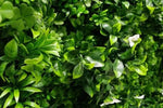 Group 1 Fire Certified - Luxury White Lily Vertical Garden / Green Wall UV Resistant 1m x 1m - Designer Vertical Gardens artificial garden wall plants artificial green wall australia