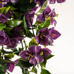 Close-up of purple flowers with green leaves on a white background