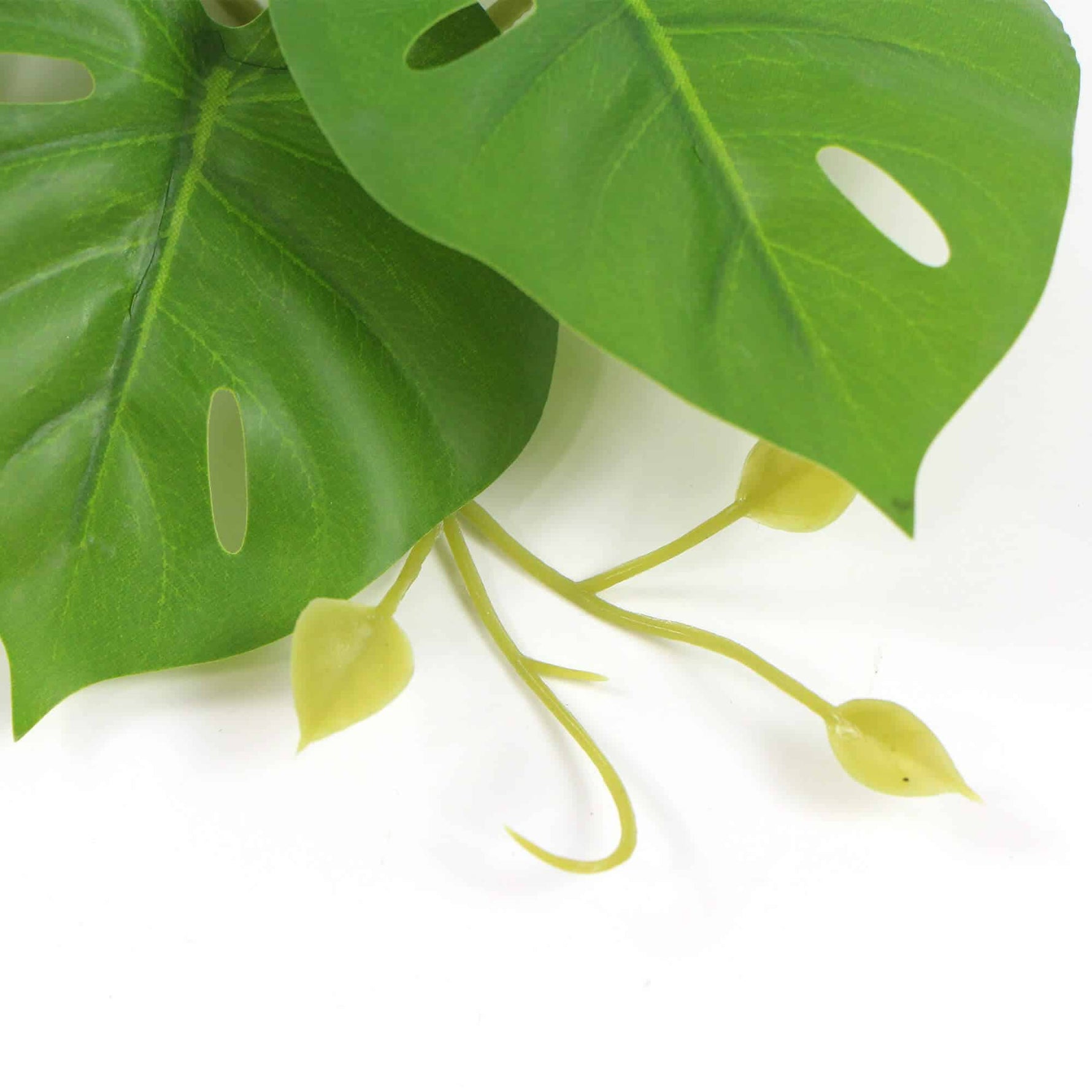 Close-up of green leaves with a white background
