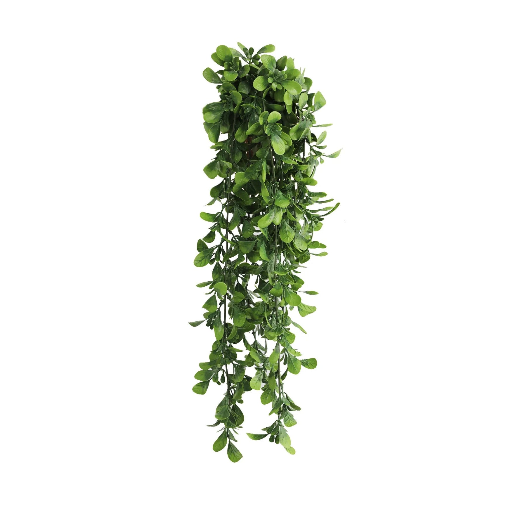 Hanging green leafy plant on a white background