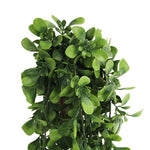 Artificial green leafy plant on a white background