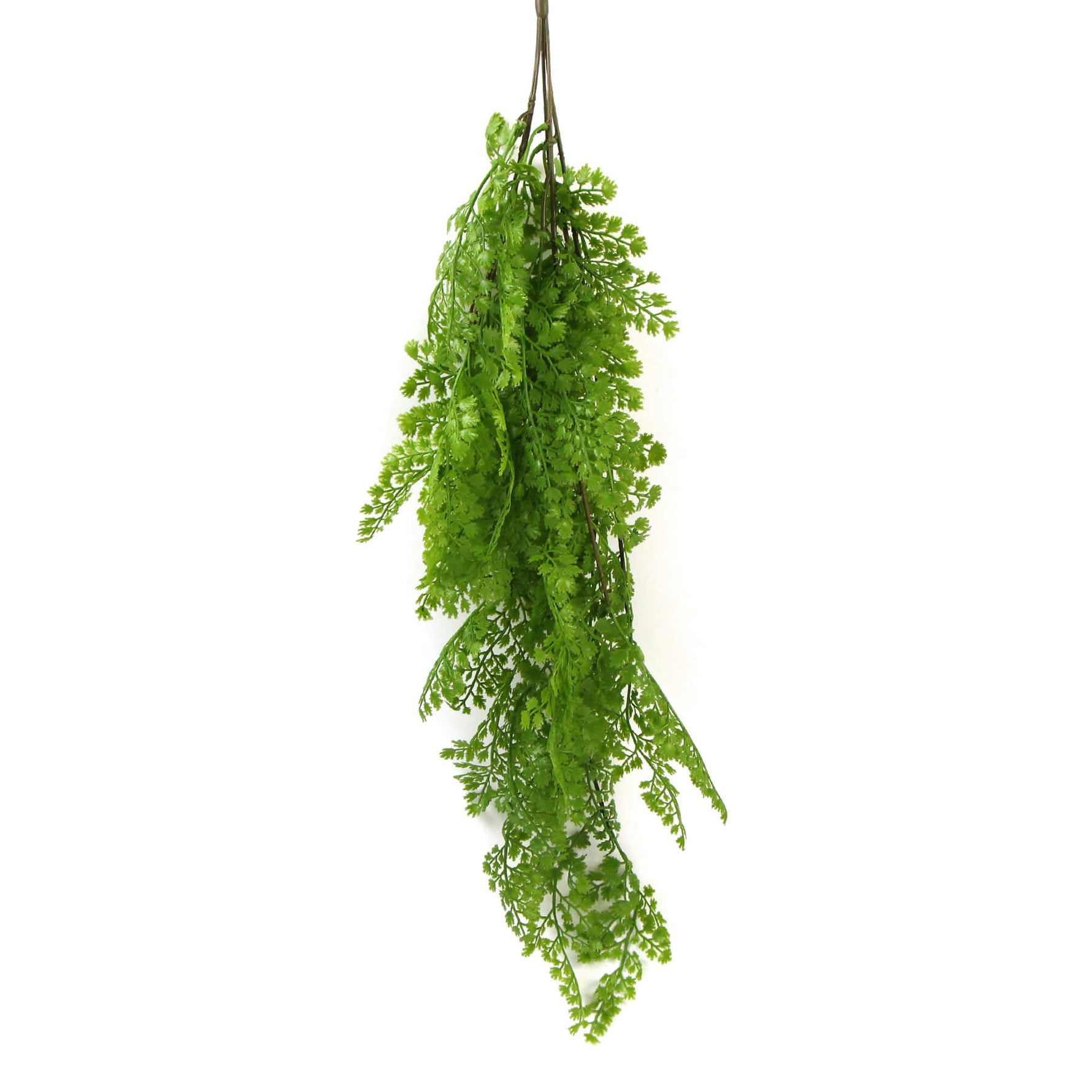 Hanging green fern plant on a white background