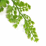 Close-up of green leafy vegetable on a white background