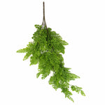 Hanging green fern plant on a white background