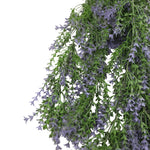 Hanging lavender plant with green leaves and purple flowers on a white background