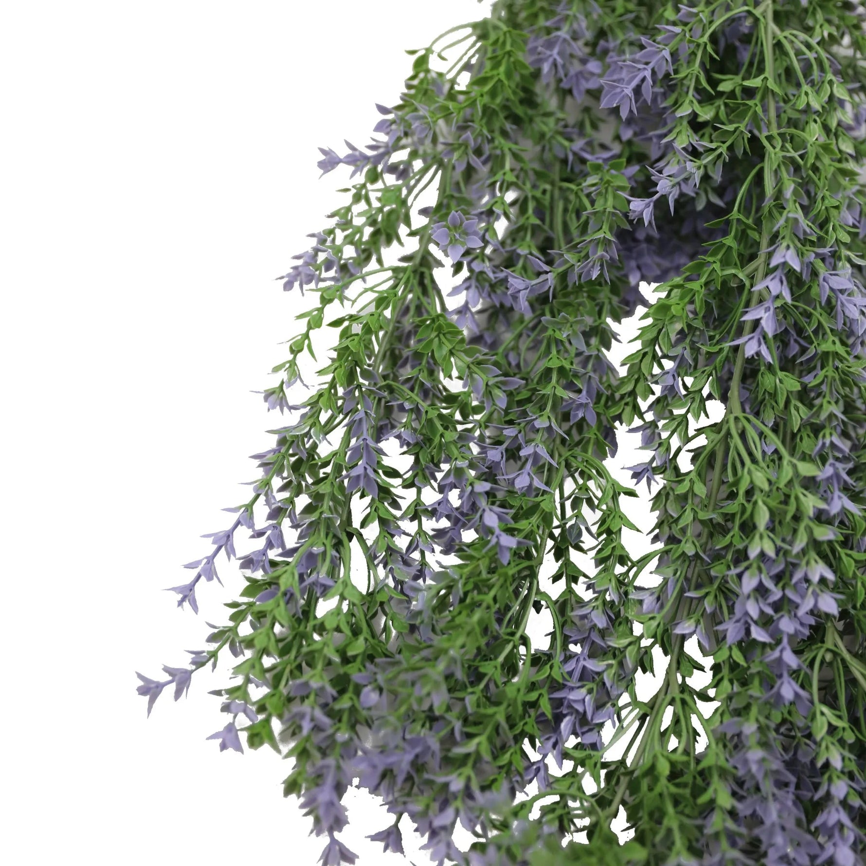 Hanging lavender plant with green leaves and purple flowers on a white background