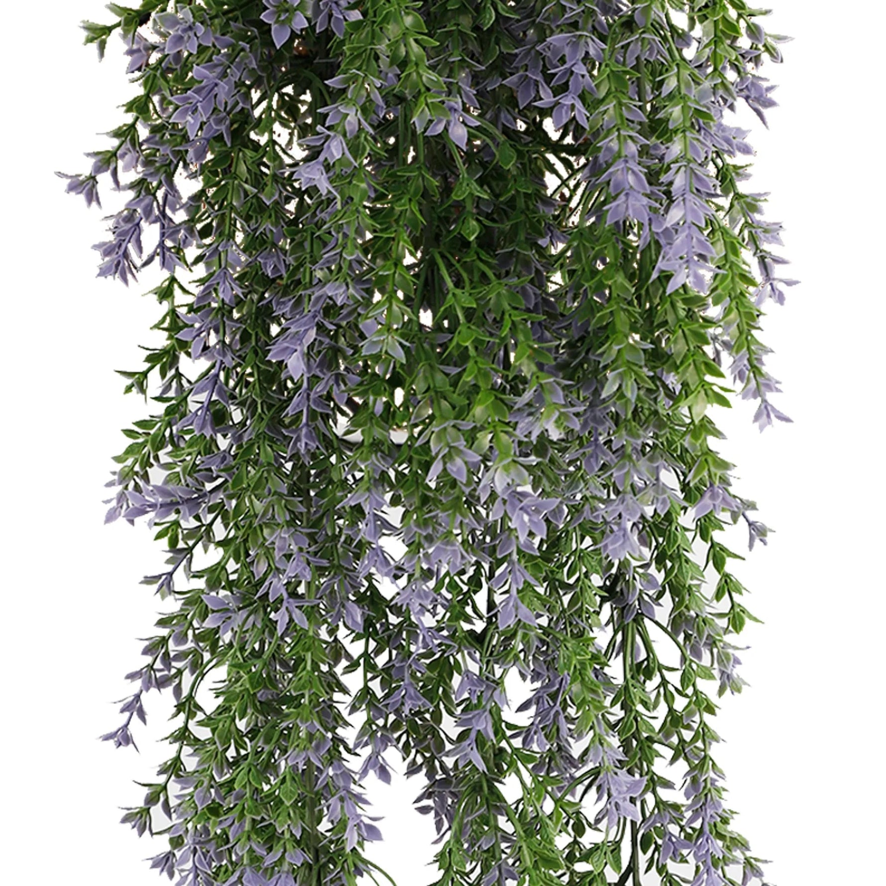 Hanging plant with purple flowers and green leaves on a white background
