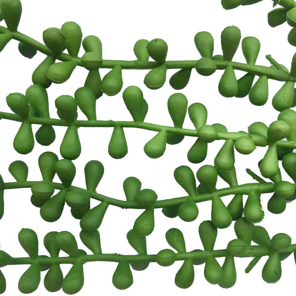 Close-up of green leafy branches on a white background
