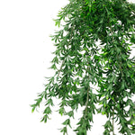Hanging green plant on a white background