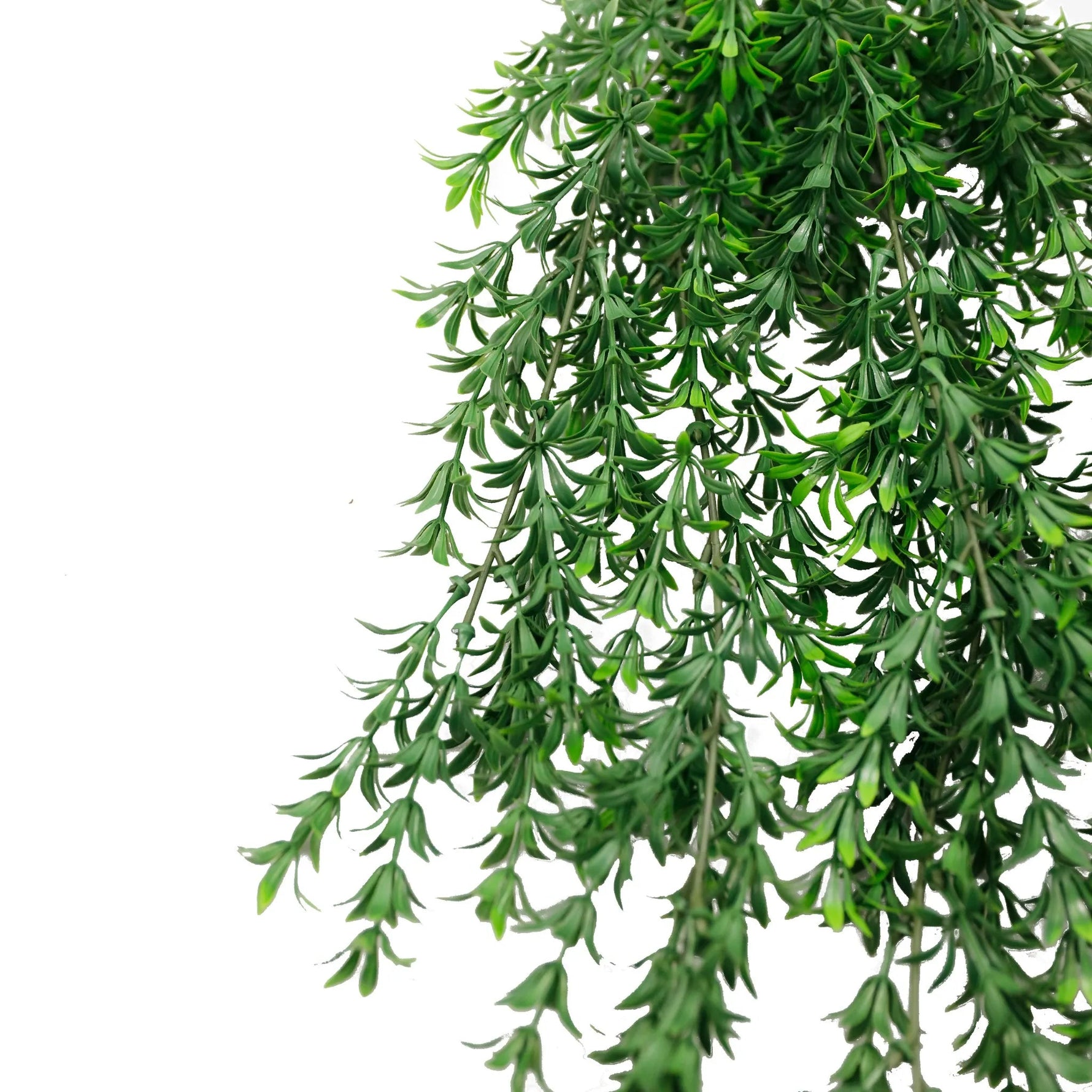Hanging green plant on a white background