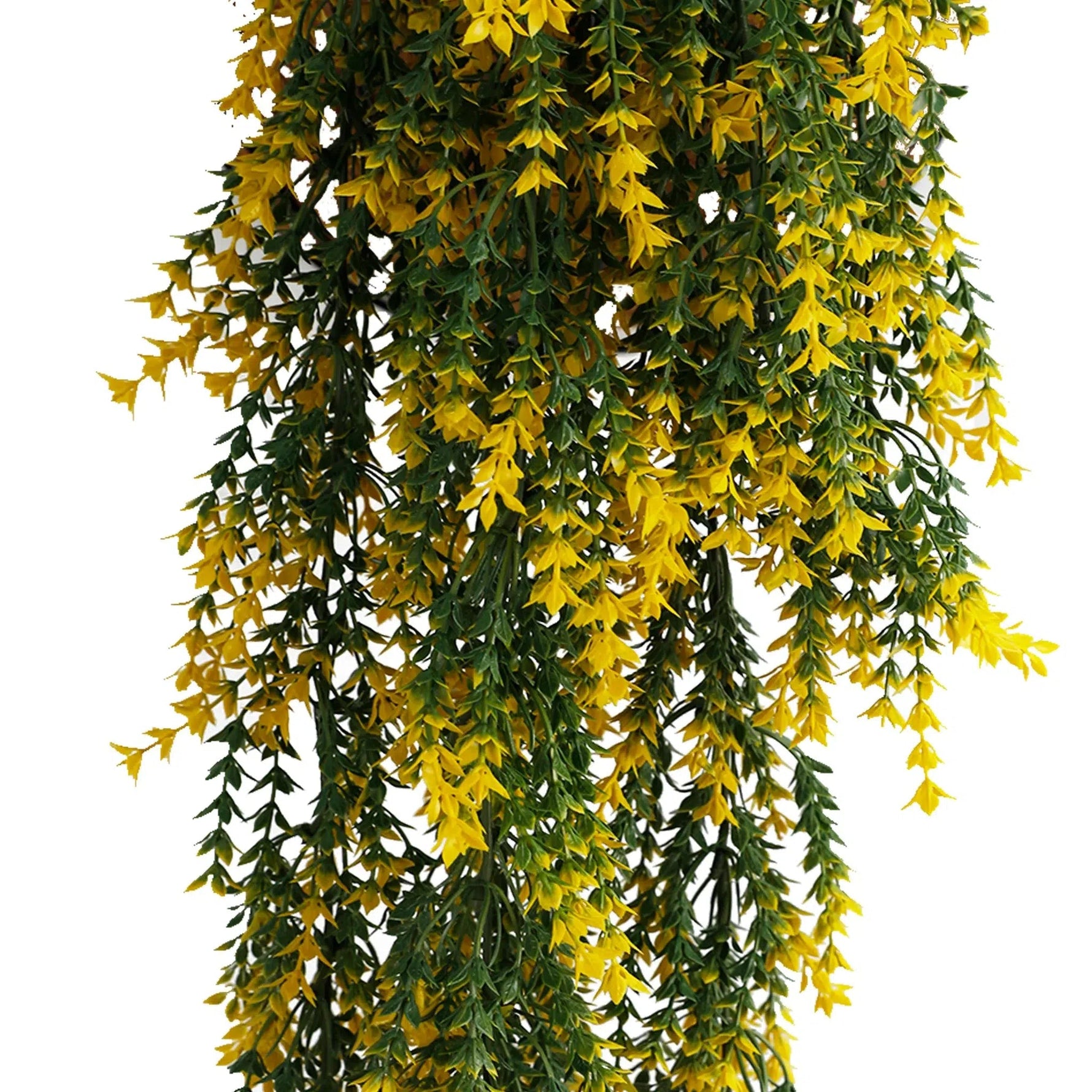 Hanging plant with yellow flowers and green leaves on a white background